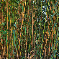 Buy canvas prints of Wild Bamboo Wall by Angelo DeVal