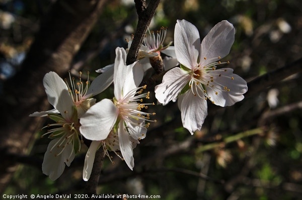 Almond Flowers Blossoms of Spring Picture Board by Angelo DeVal