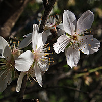 Buy canvas prints of Almond Flowers Blossoms of Spring by Angelo DeVal