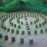 Buy canvas prints of Forest Labyrinths by Angelo DeVal