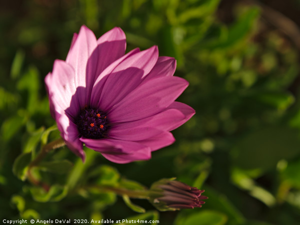 Purple garden flower Picture Board by Angelo DeVal