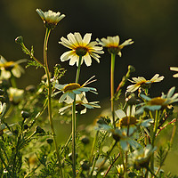 Buy canvas prints of Field of Daisies by Angelo DeVal