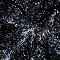 Buy canvas prints of Tree Ceiling Silhouettes by Angelo DeVal