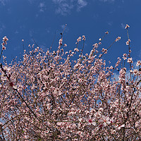 Buy canvas prints of Almond flowers by Angelo DeVal