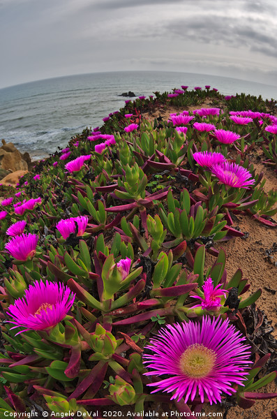 Wild Flowers on Algarve Cliffs Picture Board by Angelo DeVal