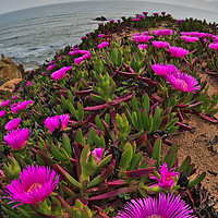 Buy canvas prints of Wild Flowers on Algarve Cliffs by Angelo DeVal