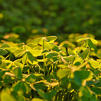 Buy canvas prints of Clovers covered by warm light by Angelo DeVal