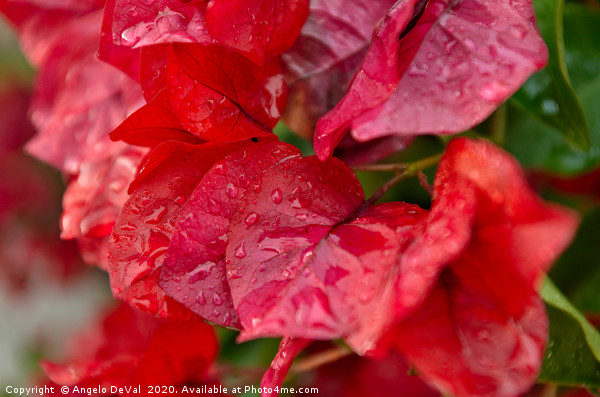 Bougainvillea flowers after rain Picture Board by Angelo DeVal