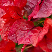 Buy canvas prints of Bougainvillea flowers after rain by Angelo DeVal