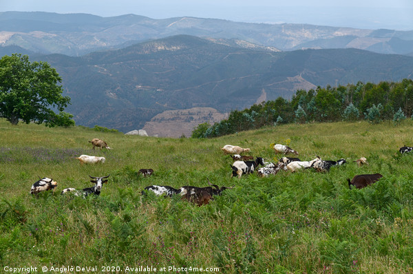 Goats and mountains in Monchique Picture Board by Angelo DeVal