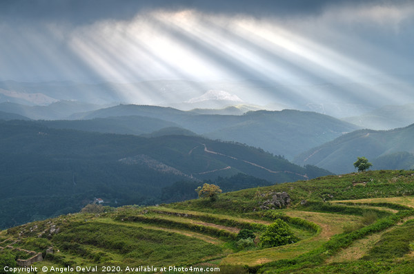 Sunrays over little trees and hill in Monchique Picture Board by Angelo DeVal
