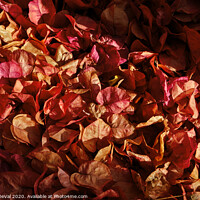 Buy canvas prints of Fallen Bougainvillea Flowers. Sepia by Angelo DeVal