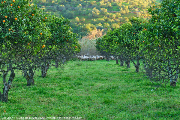 Orange trees and sheep flock Picture Board by Angelo DeVal