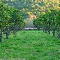 Buy canvas prints of Orange trees and sheep flock by Angelo DeVal