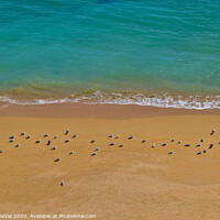 Buy canvas prints of Seagulls Relaxing in Deserta Beach by Angelo DeVal