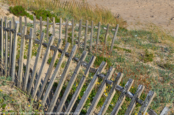 Dunes Fence in Algarve Beach Picture Board by Angelo DeVal