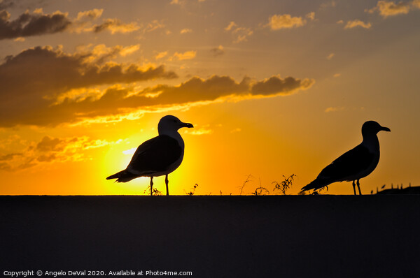 Seagulls waiting for sunset Picture Board by Angelo DeVal