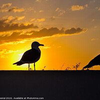 Buy canvas prints of Seagulls waiting for sunset by Angelo DeVal