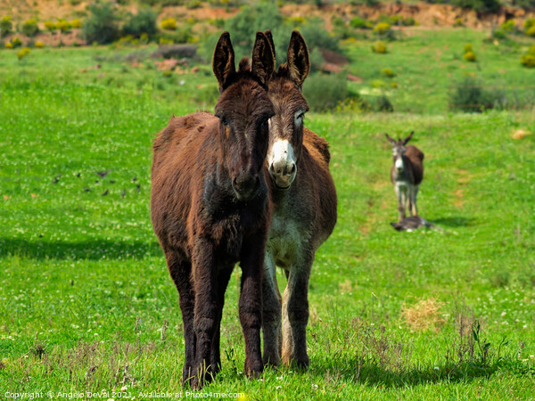 Donkeys on Springtime Picture Board by Angelo DeVal