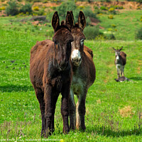 Buy canvas prints of Donkeys on Springtime by Angelo DeVal