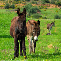 Buy canvas prints of Donkey Family by Angelo DeVal