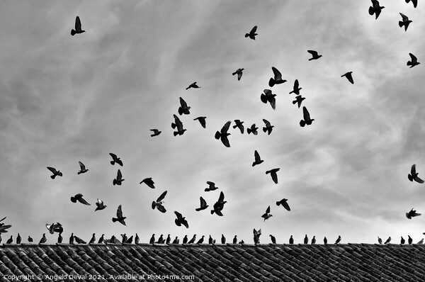 Aiming the Sky in Monochrome Picture Board by Angelo DeVal