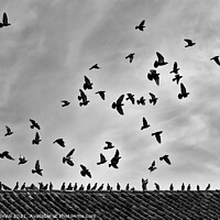 Buy canvas prints of Aiming the Sky in Monochrome by Angelo DeVal