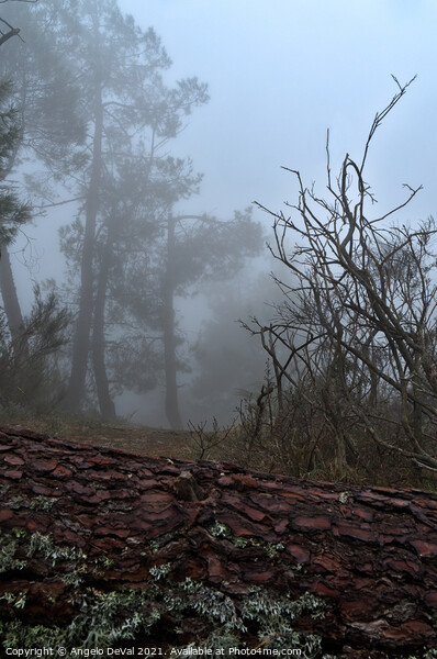 Forest and fog in Serra da Estrela 2 Picture Board by Angelo DeVal