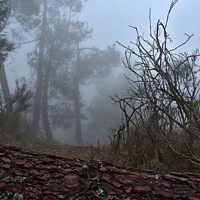 Buy canvas prints of Forest and fog in Serra da Estrela 2 by Angelo DeVal