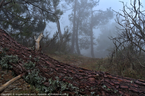 Forest and fog in Serra da Estrela Picture Board by Angelo DeVal
