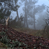 Buy canvas prints of Forest and fog in Serra da Estrela by Angelo DeVal