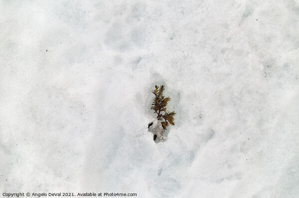 Winter Wonderland Pine Tree Leaves on Snow Picture Board by Angelo DeVal
