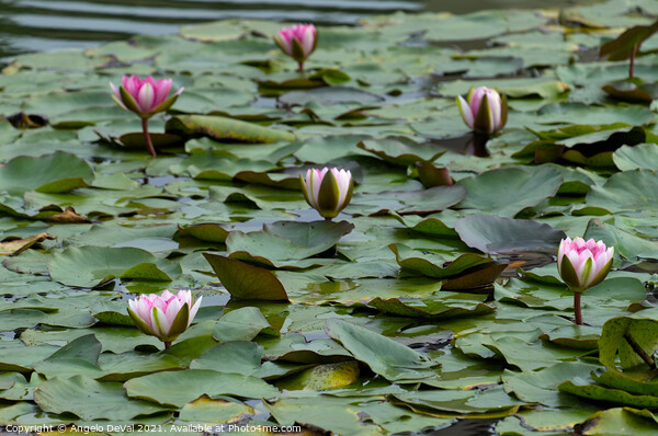 Water Lillies on Lake Picture Board by Angelo DeVal
