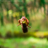 Buy canvas prints of Red Squirrel jumping by Beata Aldridge