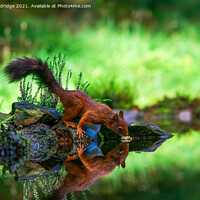 Buy canvas prints of Red Squirrel (Sciurus vulgaris) by Beata Aldridge