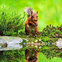 Buy canvas prints of Red Squirrel (Sciurus vulgaris) by Beata Aldridge