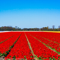 Buy canvas prints of Red tulips by Beata Aldridge
