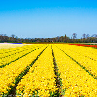 Buy canvas prints of Yellow tulips by Beata Aldridge
