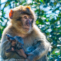 Buy canvas prints of Barbary Macaque sitting on a branch by Beata Aldridge