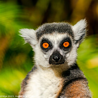 Buy canvas prints of Ring-tailed lemur by Beata Aldridge