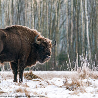 Buy canvas prints of A  bison standing in a forest by Beata Aldridge
