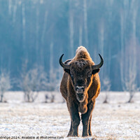Buy canvas prints of European bison by Beata Aldridge