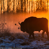 Buy canvas prints of Silhouette of European bison by Beata Aldridge