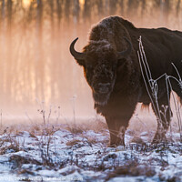 Buy canvas prints of European bison (Bison bonasus) by Beata Aldridge