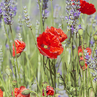 Buy canvas prints of  Poppies and lavender by Beata Aldridge