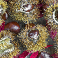 Buy canvas prints of  Autumn chestnuts by Beata Aldridge
