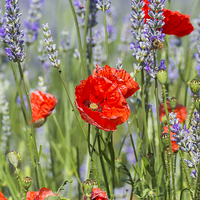 Buy canvas prints of Poppies and lavender by Beata Aldridge