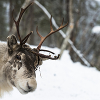 Buy canvas prints of Reindeer by Beata Aldridge