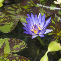 Buy canvas prints of Blue water lily by Beata Aldridge
