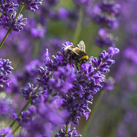 Buy canvas prints of Lavender and bee by Beata Aldridge